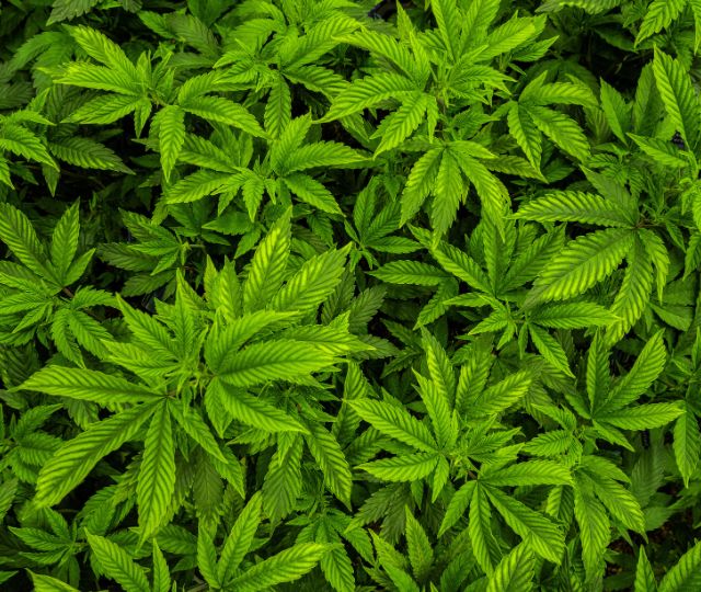 Cannabis Sativa Seed Oil