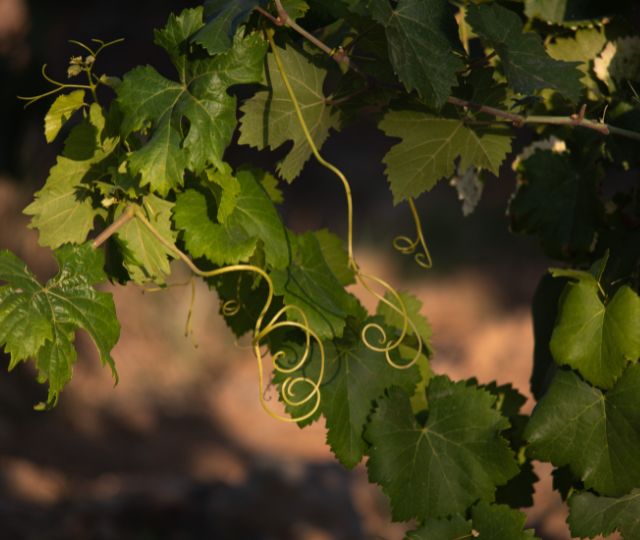Vitis Vinifera Leaf Extract