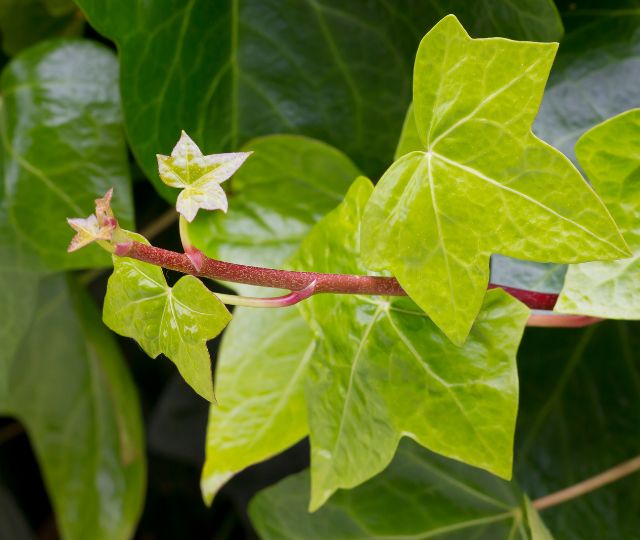 Hedera Helix Leaf Extract
