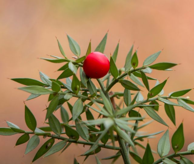 Ruscus Aculeatus Root Extract