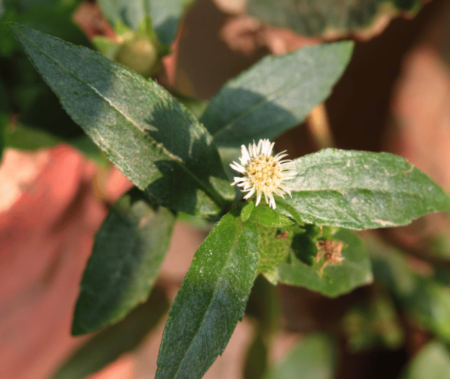 ECLIPTA ALBA LEAF EXTRACT (Bhringraj)