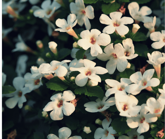 BACOPA MONNIERI LEAF EXTRACT (Brahmi)