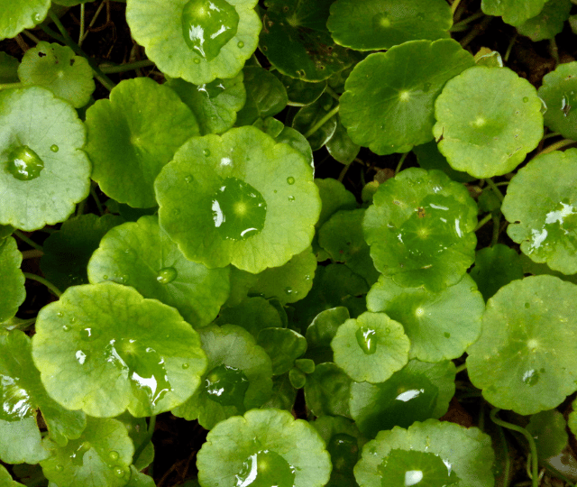 CENTELLA ASIATICA LEAF EXTRACT (Centella asiatica)