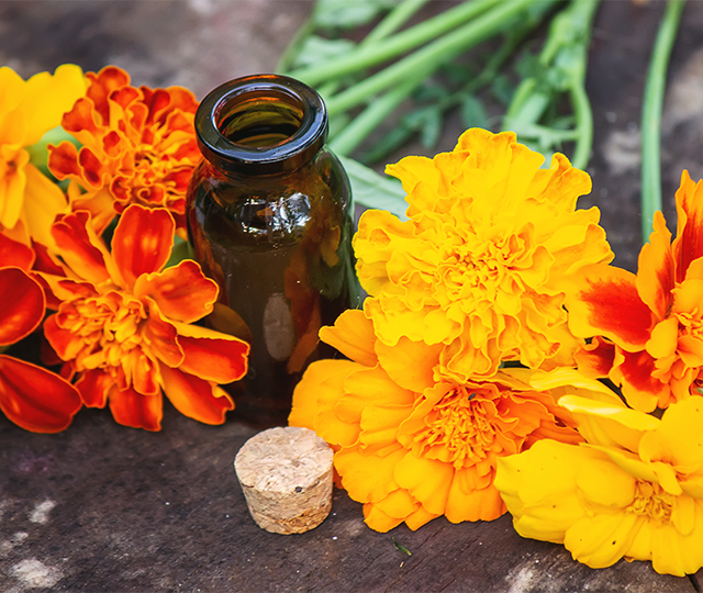 Calendula officinalis flower extract