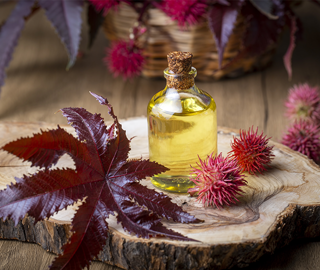 Ricinus Communis Seed Oil