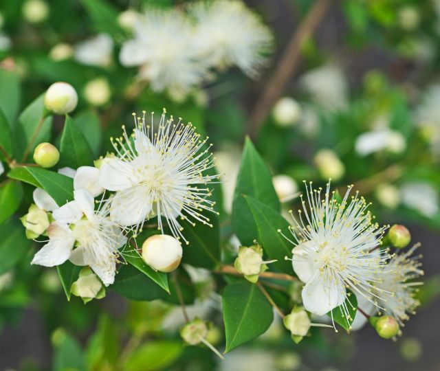 Myrtus communis leaf extract, Pistacia lentiscus leaf extract, Saccharomyces ferment lysate filtrate
