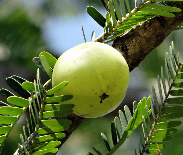 EMBLICA OFFICINALIS FRUIT EXTRACT (Amla)