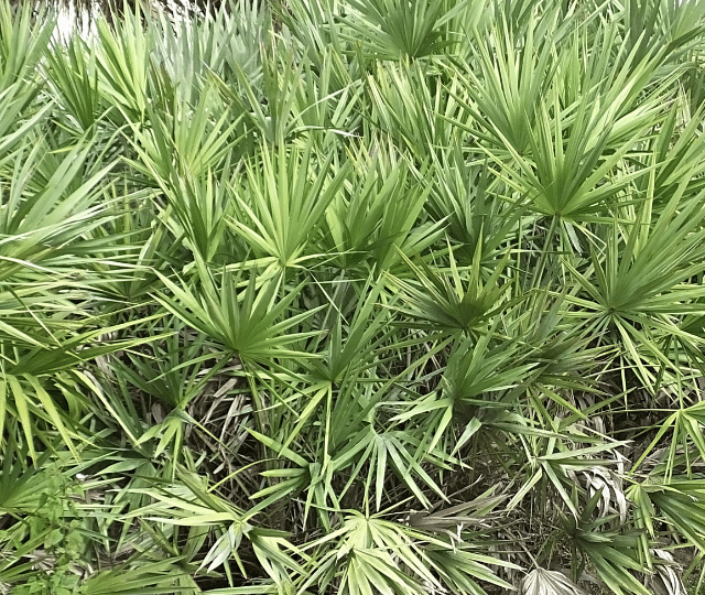 SERENOA SERRULATA FRUIT EXTRACT (Serenoa repens / Saw Palmetto)